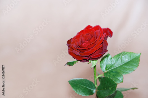 Single red rose on grey background