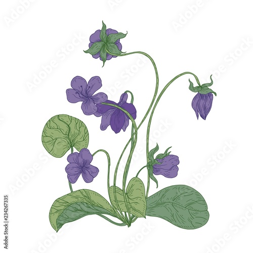 Gorgeous wood violet flowers isolated on white background. Natural drawing of wild herbaceous flowering perennial plant used in herbal medicine. Colorful floral realistic vector illustration.