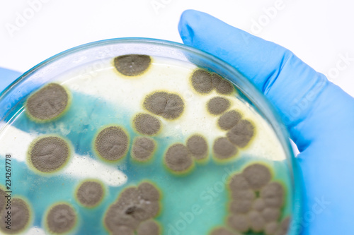 Backgrounds of Penicillium, ascomycetous in petri dish for well as food and drug production. photo