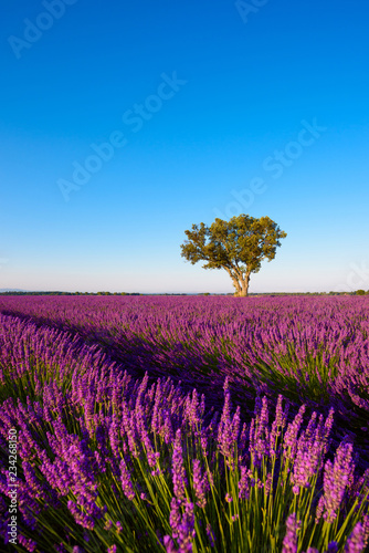 Lavender field at morning Provence France