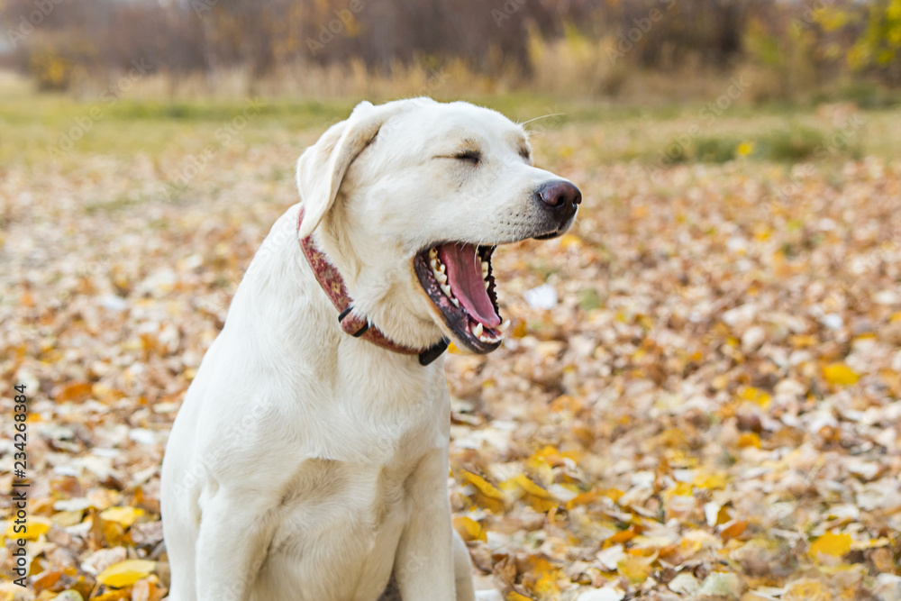 yellow labrador in the park in autumn