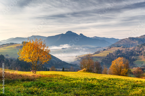 Konstfotografi Tree in a foreground of autumn landscape with mountains at sunrise