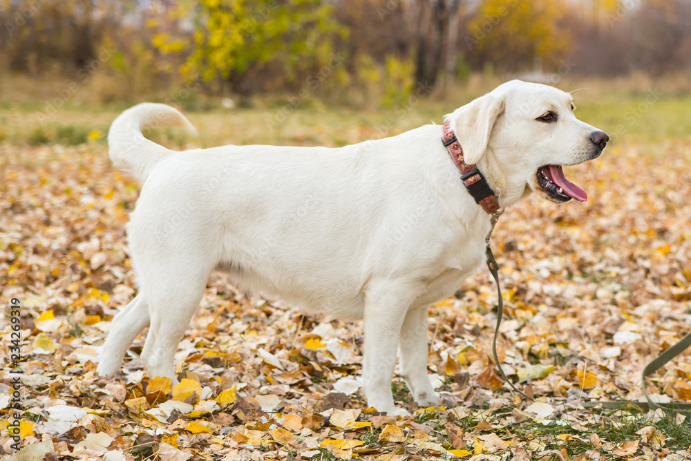 yellow labrador in the park in autumn walk on a leash