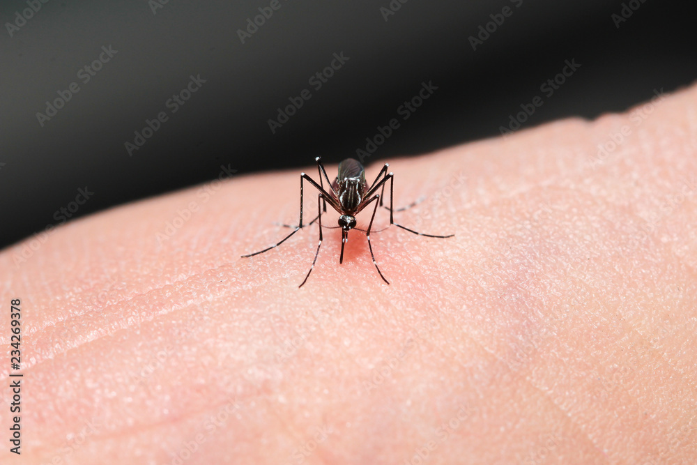 mosquito sucking blood mosquito sucking blood