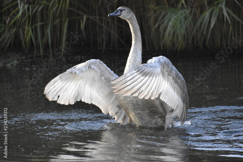 Fototapeta Naklejka Na Ścianę i Meble -  Swan Flapping Wings Span