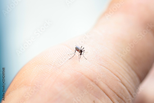 mosquito sucking blood © bajita111122