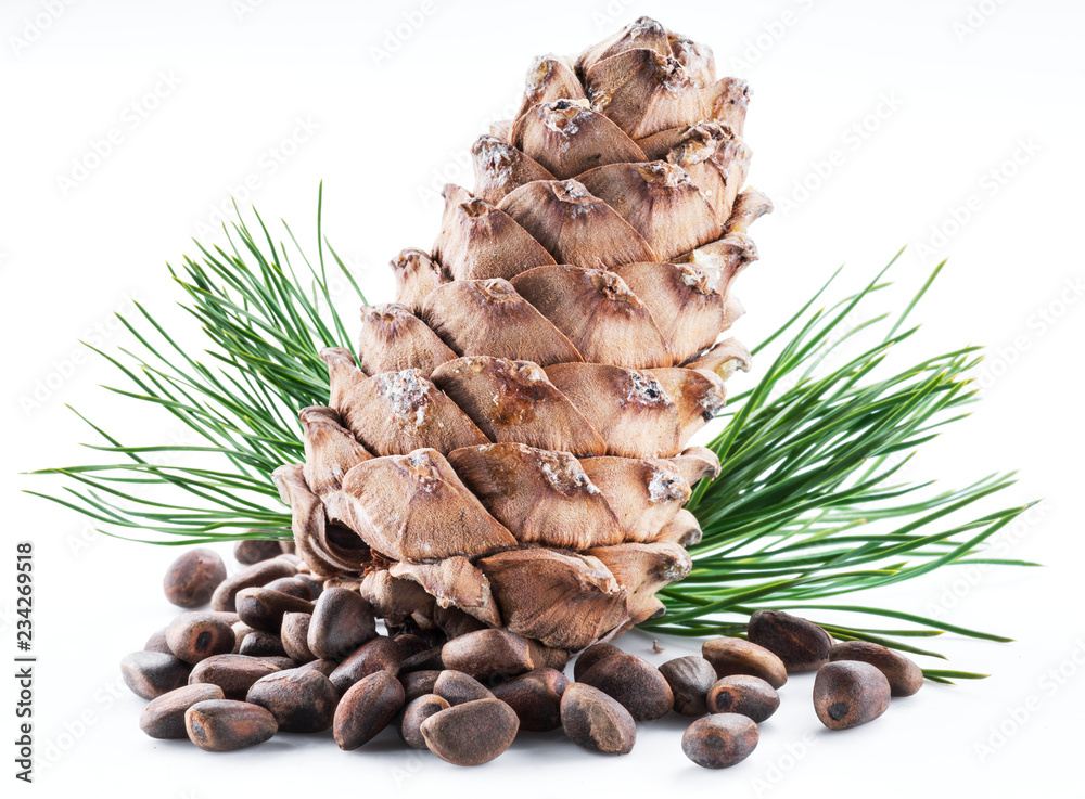 Fototapeta premium Pine nut cone and pine nuts on the white background. Organic food.