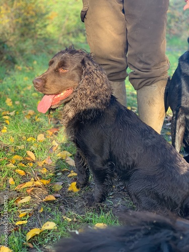 cocker spaniel enjoying autumn