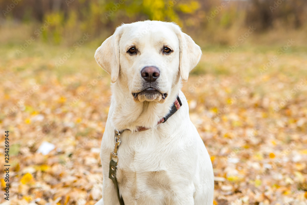 yellow labrador in the park in autumn