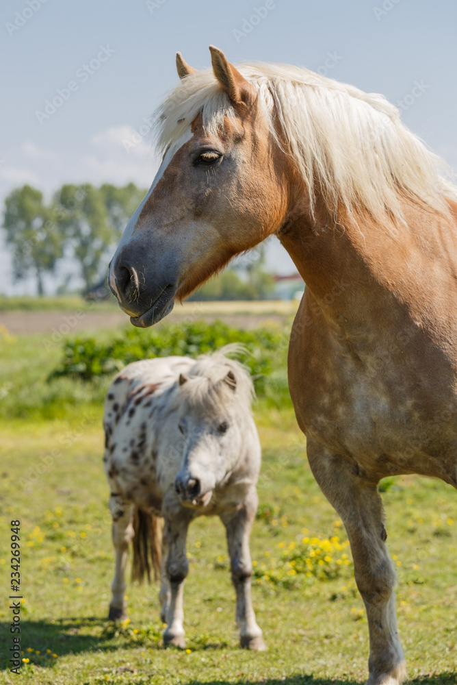 Hallo Kleiner Hallo Kleiner