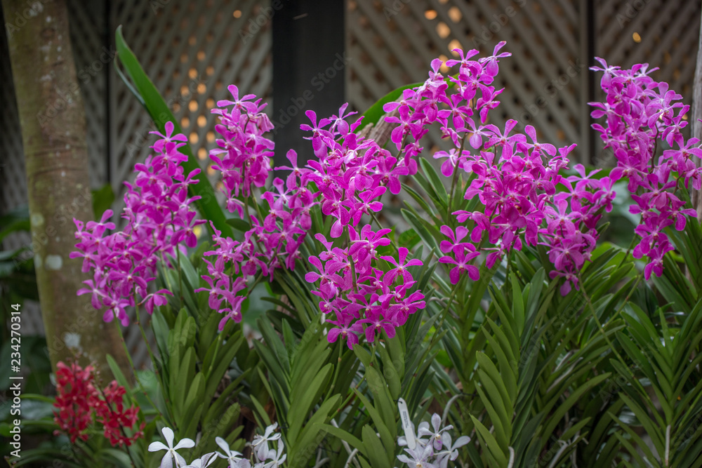 Obraz premium Botanical Garden Singapore