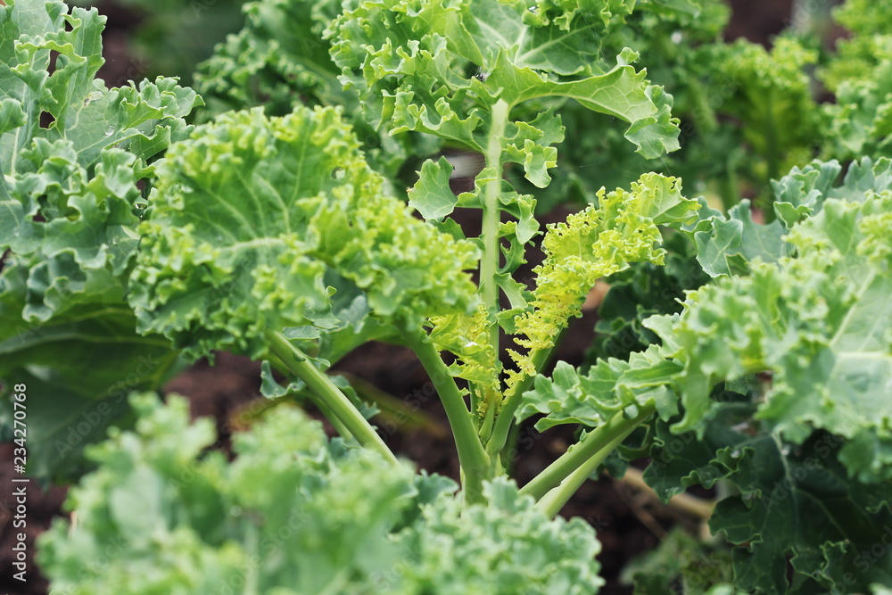 Young kale growing in the vegetable garden Young kale growing in the vegetable garden