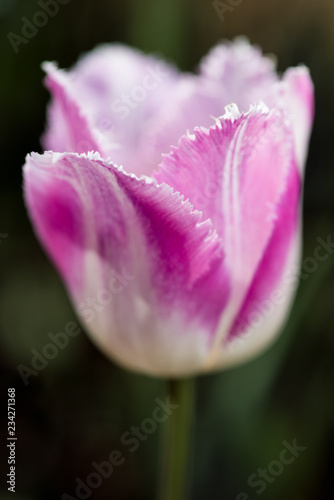 White purple tulip in nature - very shallow depth of field