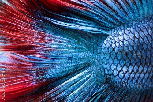 Canvas Print Close-up on a fish skin - Siamese fighting fish