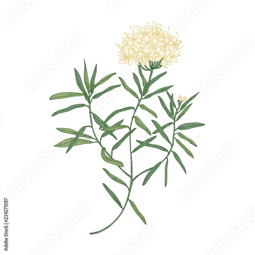 Labrador tea or wild rosemary flowers isolated on white background. Elegant drawing of fragrant wild plant or shrub used in herbal medicine or phytotherapy. Realistic botanical vector illustration.