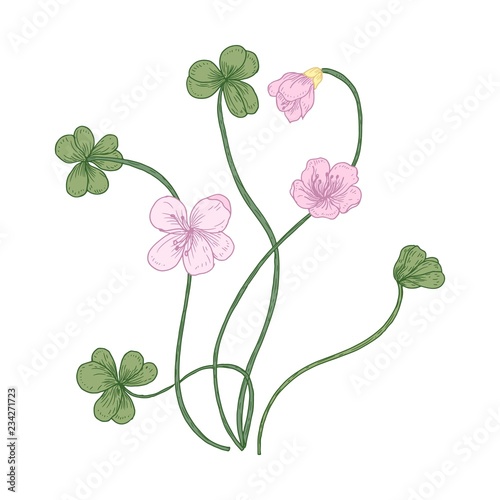 Wood Sorrel Flowers And Trifoliate Leaves Isolated On White Background Detailed Drawing Of Wild Herbaceous Flowering Plant Used In Phytotherapy Natural Realistic Hand Drawn Vector Illustration Stock Vector Adobe Stock