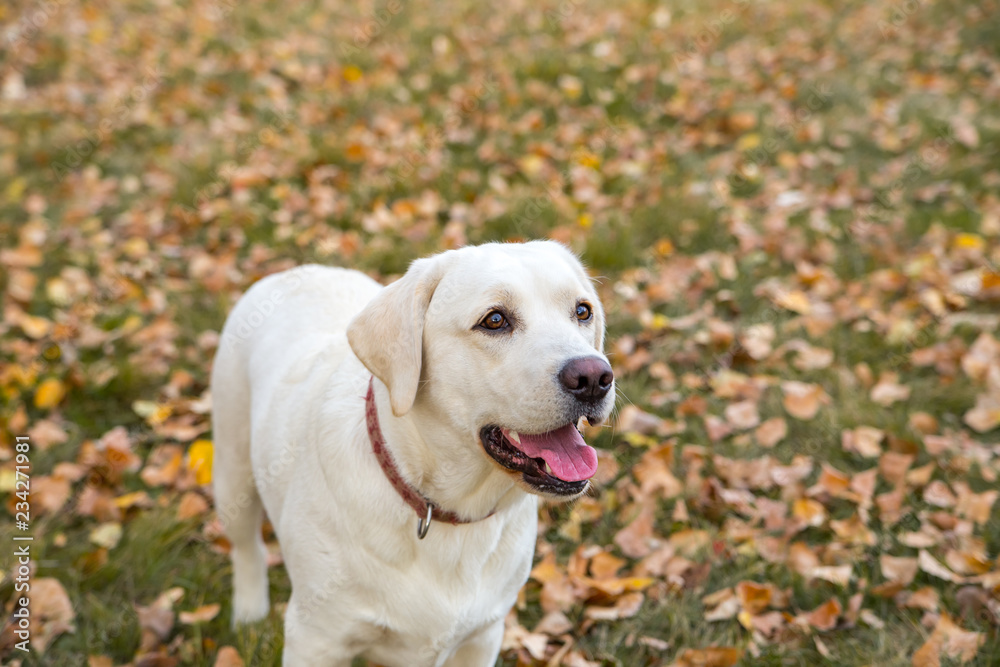 yellow labrador in the park in autumn