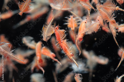 Canvas Print artemia plankton isolated on black background
