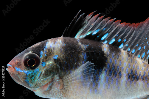 Mikrogeophagus ramirezi aquarium fish photo