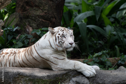 Fototapeta Naklejka Na Ścianę i Meble -  Zoo Singapore