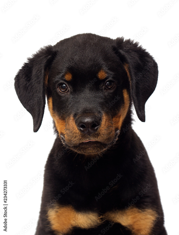 rottweiler puppy portrait on a white background