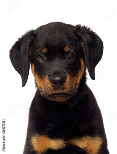 rottweiler puppy portrait on a white background