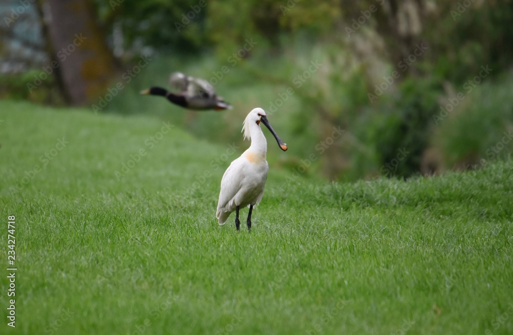 Fototapeta premium Spoonbill