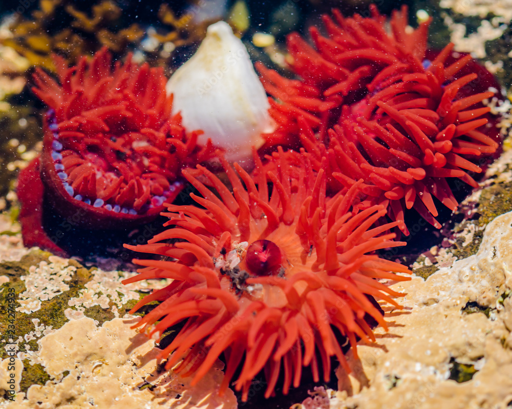 Berolige violinist solidaritet Red Sea Anemone in a small water puddle at a beach in Scotland Stock Photo  | Adobe Stock