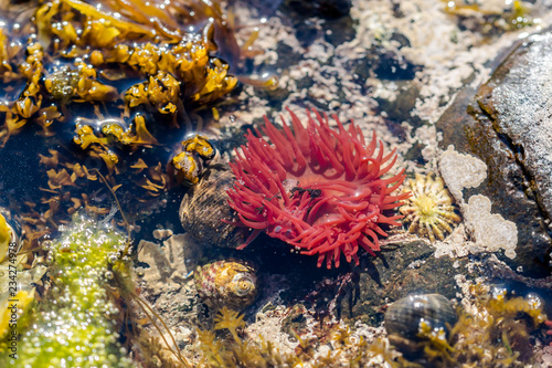 Red Sea Anemone in a small water puddle at a beach in Scotland