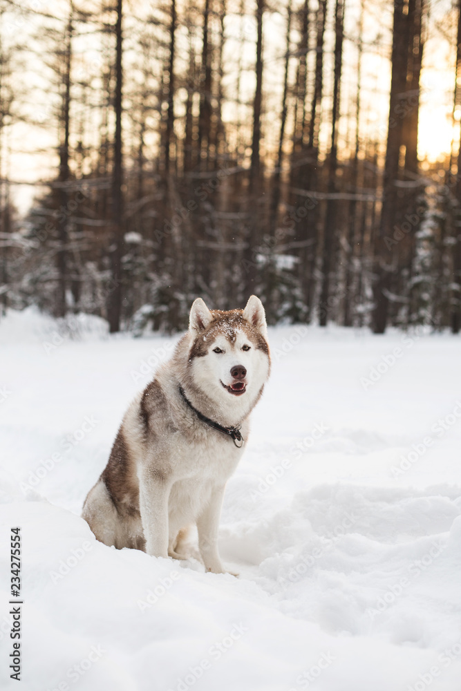 Portrait of beautiful Husky dog sitting in the winter forest and looking to the camera. Portrait of prideful Beige and White Dog breed Siberian husky is on the snow at sunset Portrait of beautiful Husky dog sitting in the winter forest and looking to the camera. Portrait of prideful Beige and White Dog breed Siberian husky is on the snow at sunset