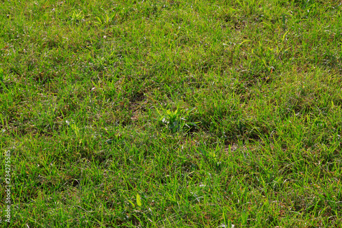 lawn in a park