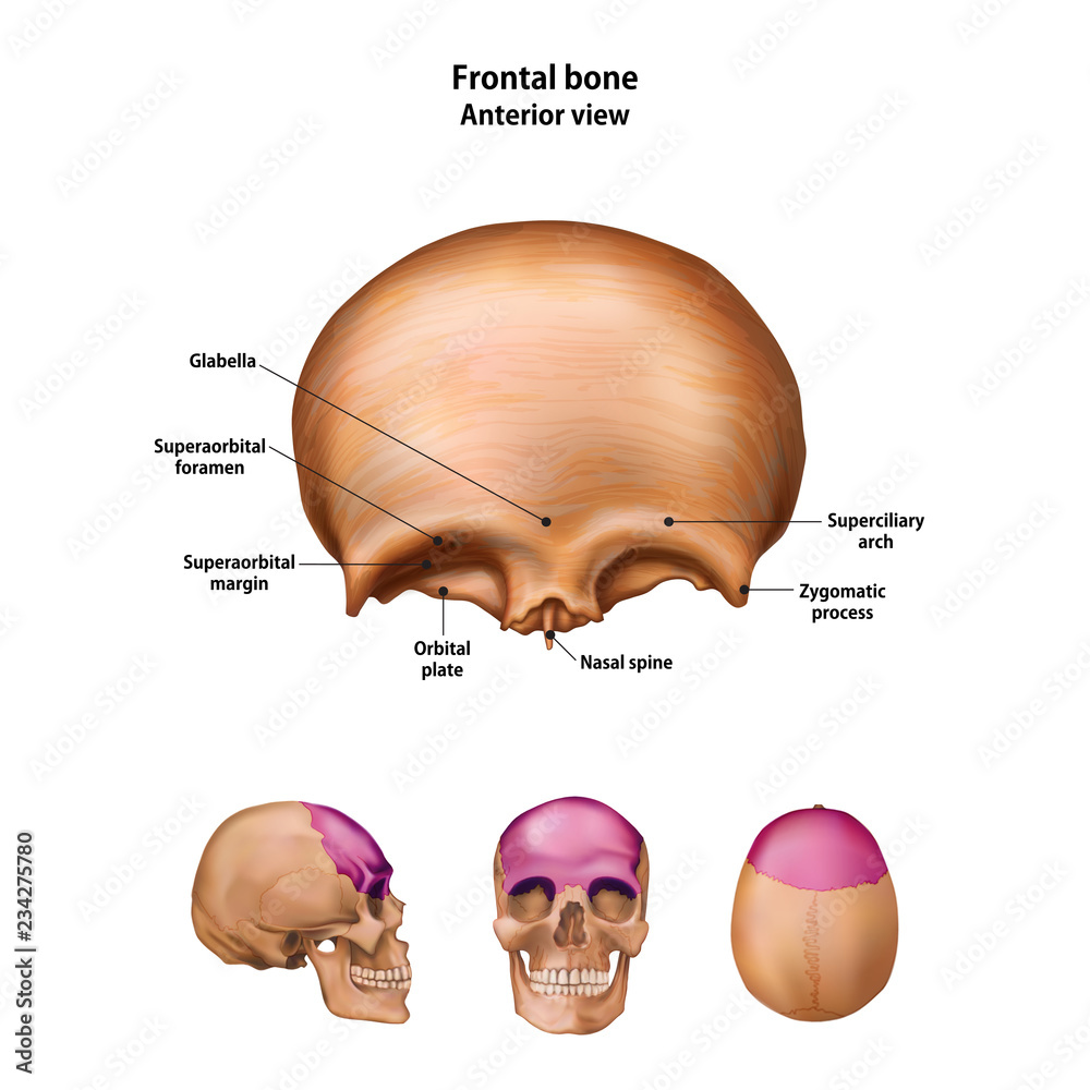 Frontal bone. With the name and description of all sites. vector de Stock |  Adobe Stock
