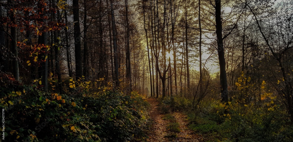 Landschaft am Abend im Wald