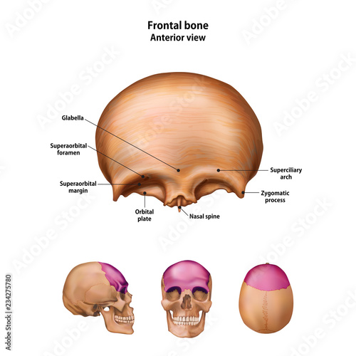 Frontal bone. With the name and description of all sites.