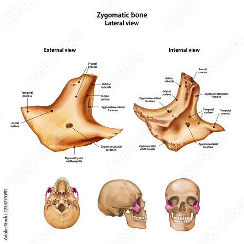 Zygomatic bone. With the name and description of all sites.