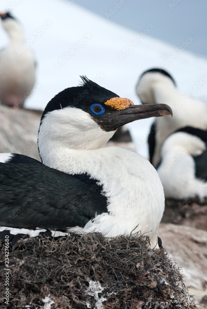Naklejka premium Portrait of a blue-eyed cormorant sitting on a nest on a sunny summer day