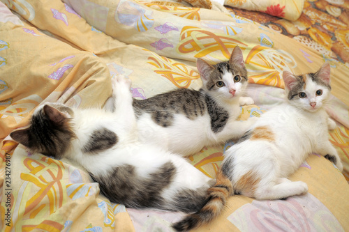 three cute kittens lie together on the couch