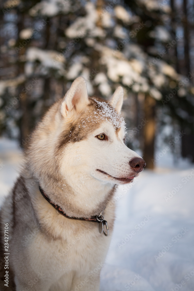 Profile portrait of adorable Beige and White Siberian husky dog is on the snow in the winter forest