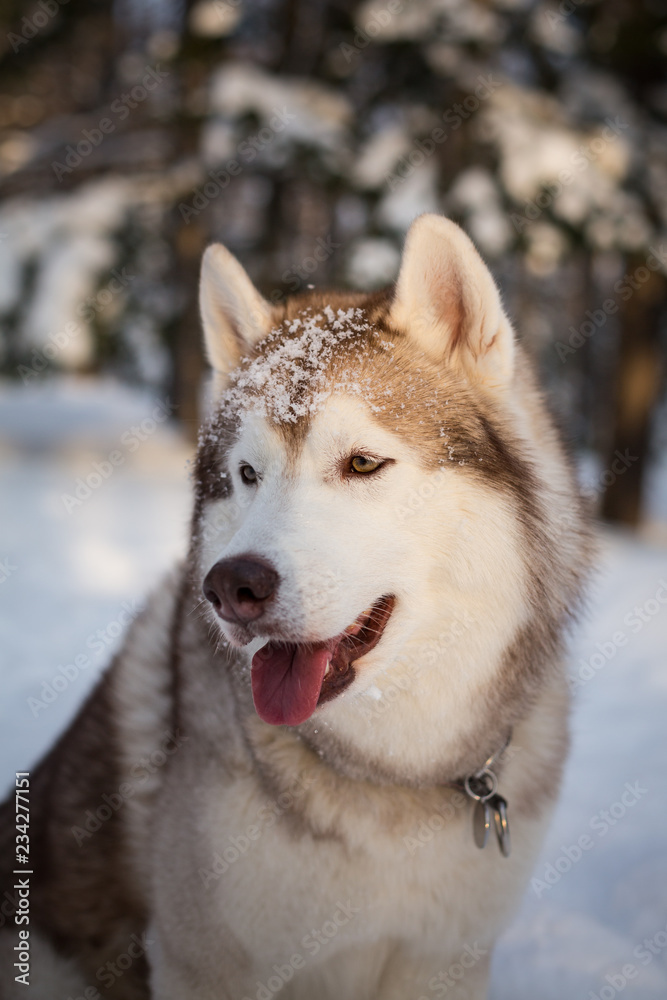 Close-up portrait of cute Beige and White Siberian husky dog is on the snow in the winter forest