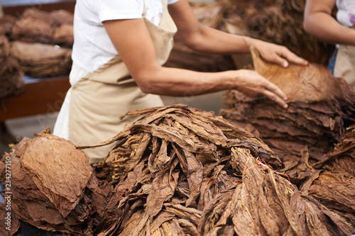 Honduras Cigar Factory photo