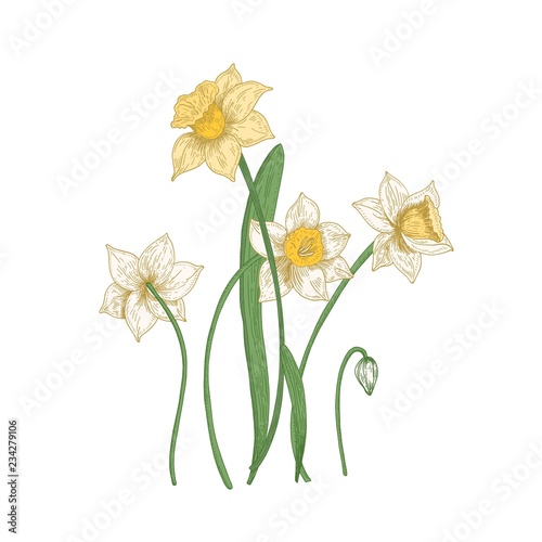 Blooming tender narcissus flowers isolated on white background