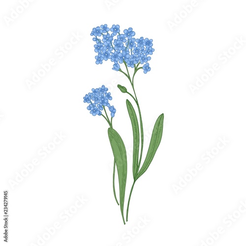 Forget-me-not flowers isolated on white background