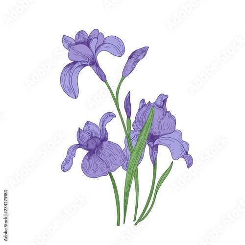 Detailed drawing of spring iris flowers and buds