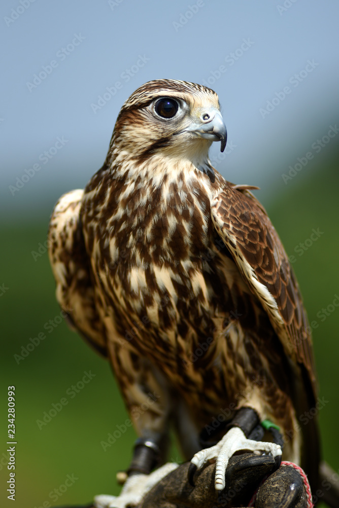 Hawk bird, Accipiter gentilis perched, portrait of a bird. Hawk bird, Accipiter gentilis perched, portrait of a bird.