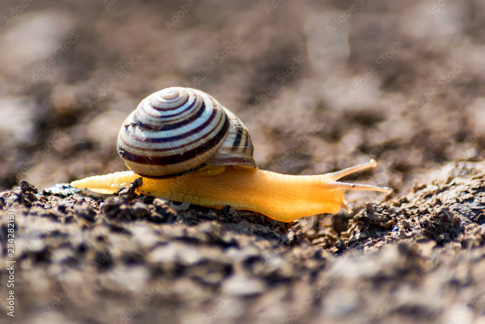 Close up view of snail crawling on ground Close up view of snail crawling on ground