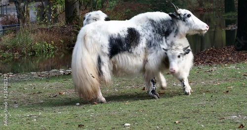 Hausyak – Yak -  Bos mutus grunniens photo