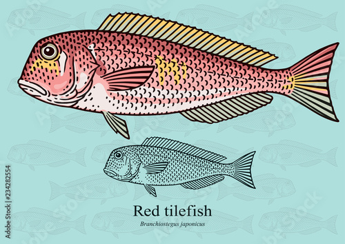 Red Tilefish. Vector illustration with refined details and optimized stroke that allows the image to be used in small sizes (in packaging design, decoration, educational graphics, etc.)