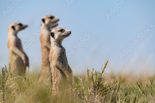 erdmännchen passen auf und halten als familie zusammen ausschau photo