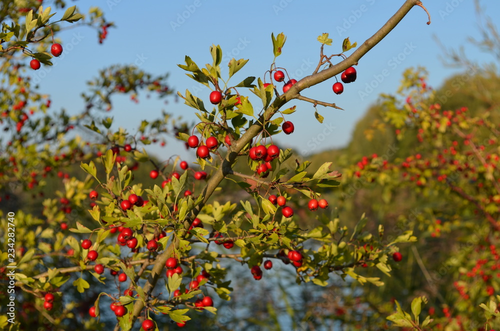 red berries in autumn romantic atmosphere red berries in autumn romantic atmosphere