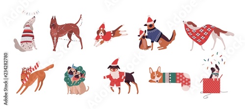 Bundle of cute dogs of different breeds dressed in Christmas costumes or playing with holiday decorations. Set of cartoon domestic animals isolated on white background. Festive vector illustration.